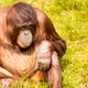Illustration for article titled Put Down The iPad And Go Shave An Ape! 6 Awesome Things ’90s Kids Grew Up Doing To Orangutans That Kids Today Are Totally Missing Out Onem/em